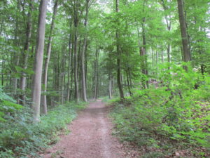 Wanderweg im Harrl